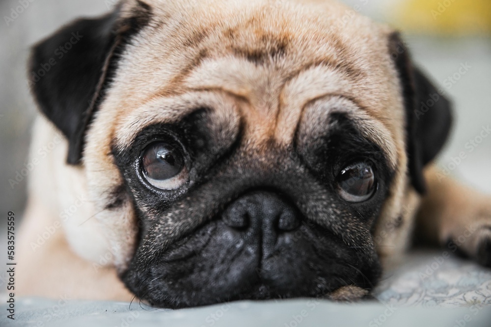 Closeup shot of a cute pug dog with big adorable eyes lying on a bad indoors