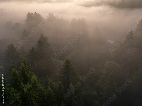 Aerial view of a foggy forest in the countryside during sunrise © Jamo Images/Wirestock Creators