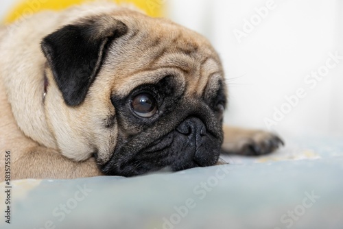 Closeup shot of a cute pug dog with big adorable eyes lying on a bad indoors © Jamo Images/Wirestock Creators