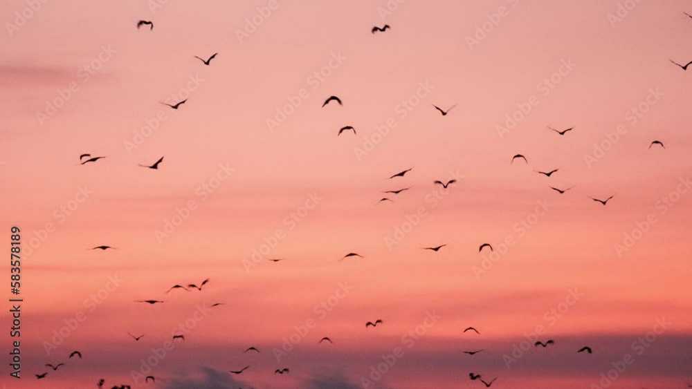Bats flying in the sunset sky in Indonesia Bats flying in the sunset sky in Indonesia