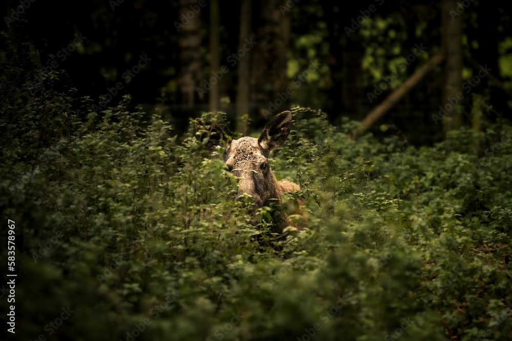 European moose hiding in the green bushes European moose hiding in the green bushes