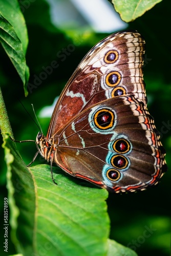 Vertical closeup of a blue morpho butterfly on a green leaf