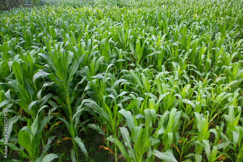 corn field with green leaves  closeup of photo with selective focus
