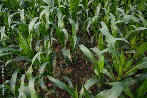 corn field with green leaves, closeup of photo with selective focus