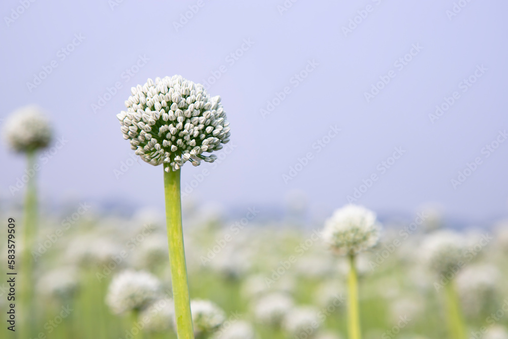 Beautiful White Onion Flower with Blurry Blue Sky Background Natural view. Selective Focus Beautiful White Onion Flower with Blurry Blue Sky Background Natural view. Selective Focus