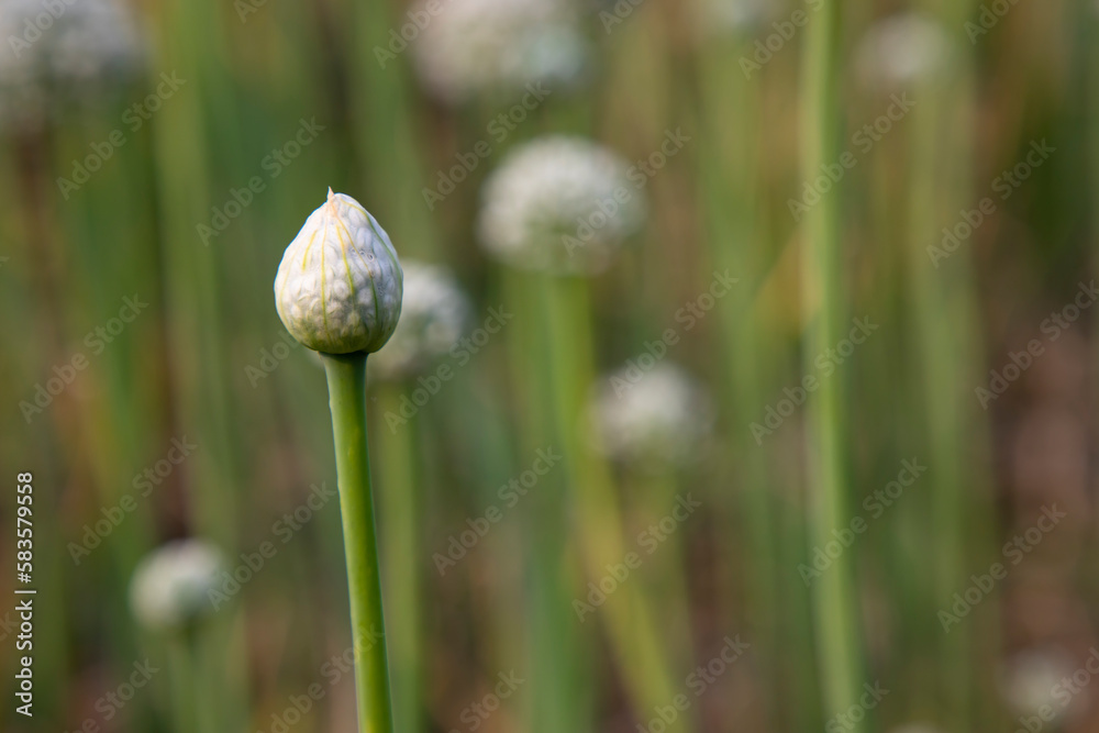 Beautiful White Onion Flower with Blurry Background. Selective Focus Beautiful White Onion Flower with Blurry Background. Selective Focus