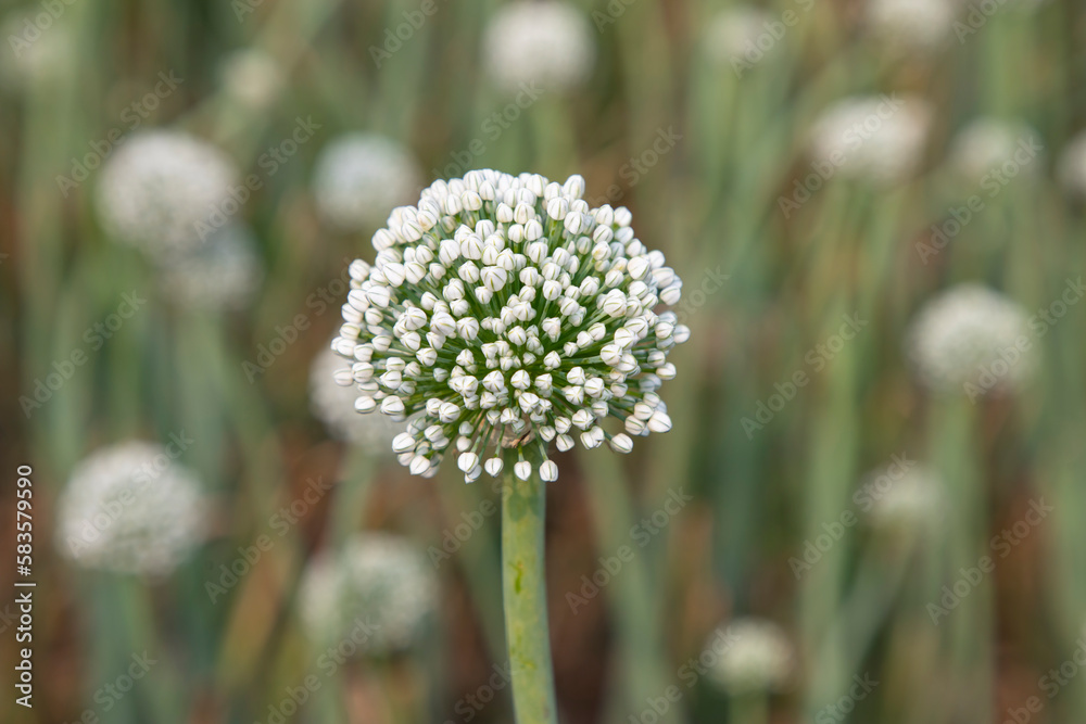 Beautiful White Onion Flower with Blurry Background. Selective Focus Beautiful White Onion Flower with Blurry Background. Selective Focus