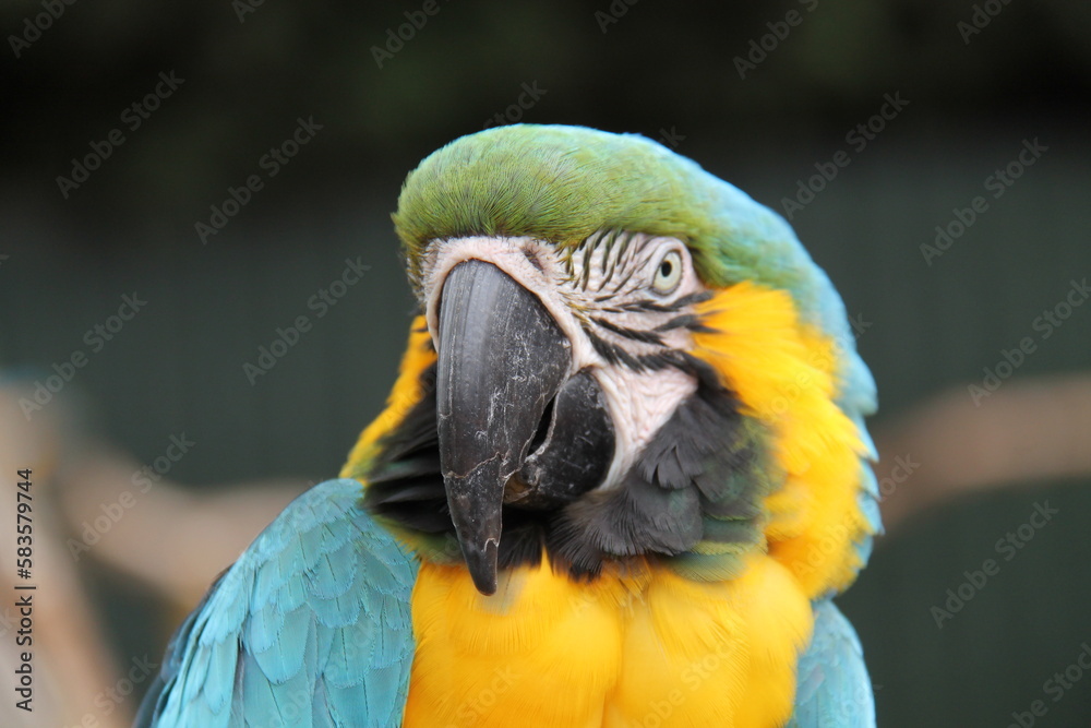 Obraz premium The Head of a Blue and Yellow Macaw Parrot Bird.