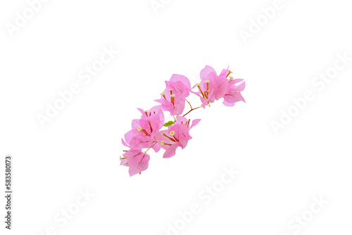 Pink bougainvillea flower isolated on white background  clipping path included
