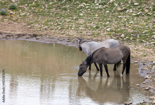 Wild Horses at a Waterhole in the Pryor Mountains Montana in Summer