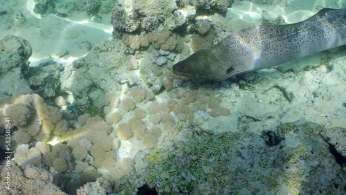 Close up portrait of Giant moray eel (Gymnothorax javanicus) swims on top of shallow coral reef on sunny day in bright sunburst, Slow motion photo