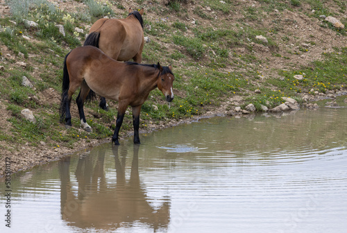 Wild Horses at a Waterhole in the Pryor Mountains Montana in Summer