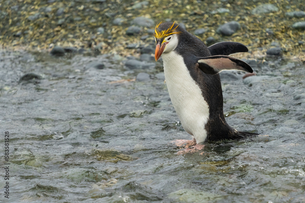 Naklejka premium Royal Penguin (Eudyptes schlegeli)