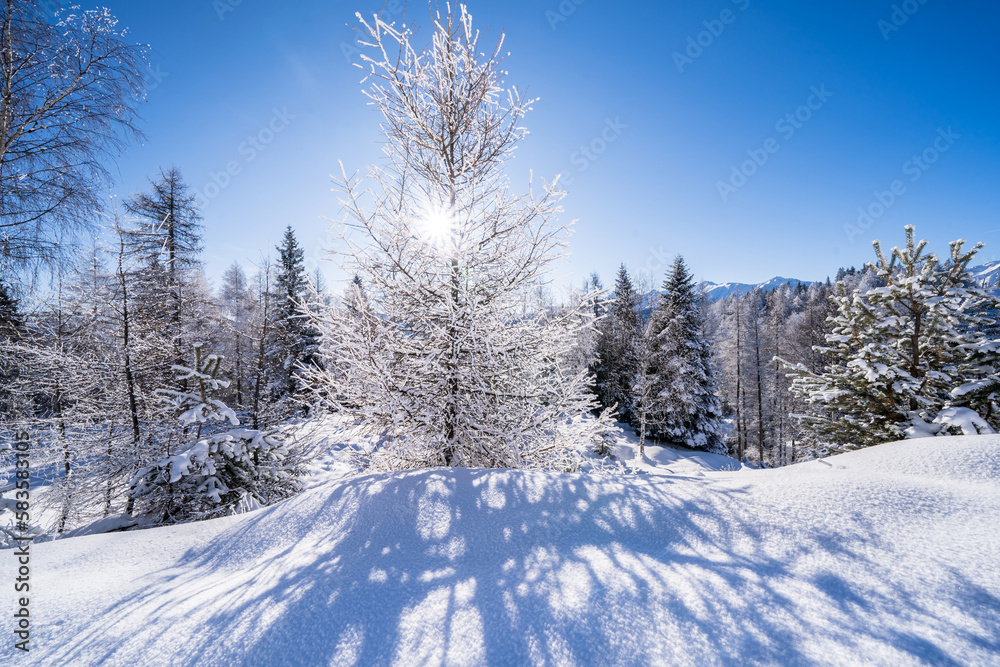 Obraz premium Winter forest in Seefeld, Austria