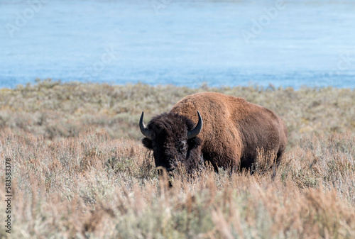 Fototapeta Naklejka Na Ścianę i Meble -  american buffalo grazing, Yellowstone National Park, Wyoming, USA