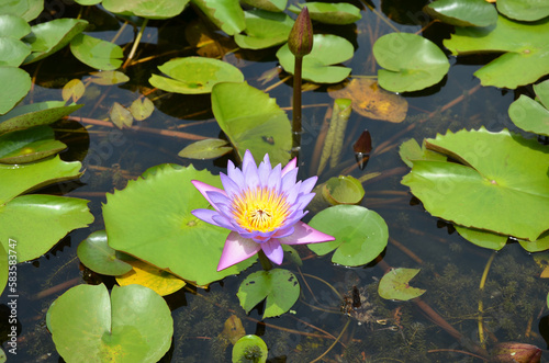 Water lilly in a pond