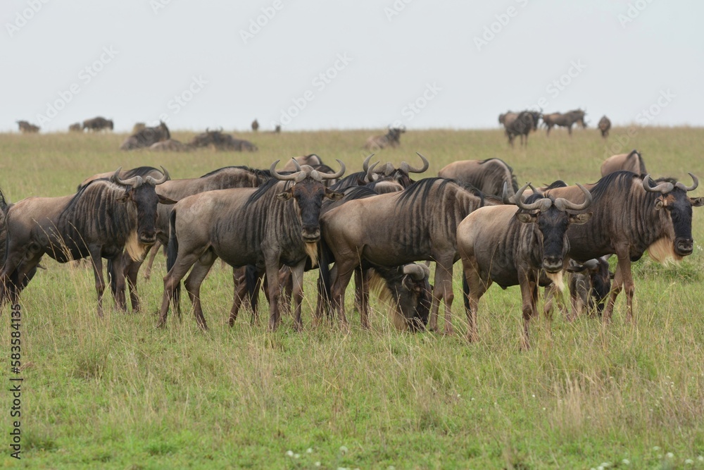 wildebeest in the serengeti national park wildebeest in the serengeti national park