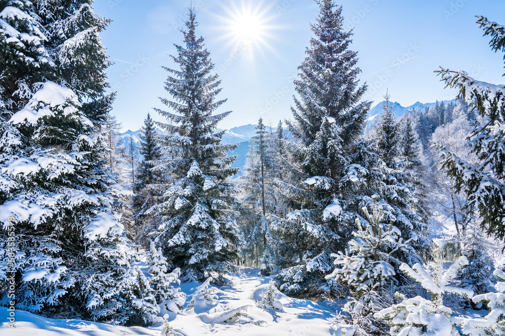 Winter forest in Seefeld, Austria