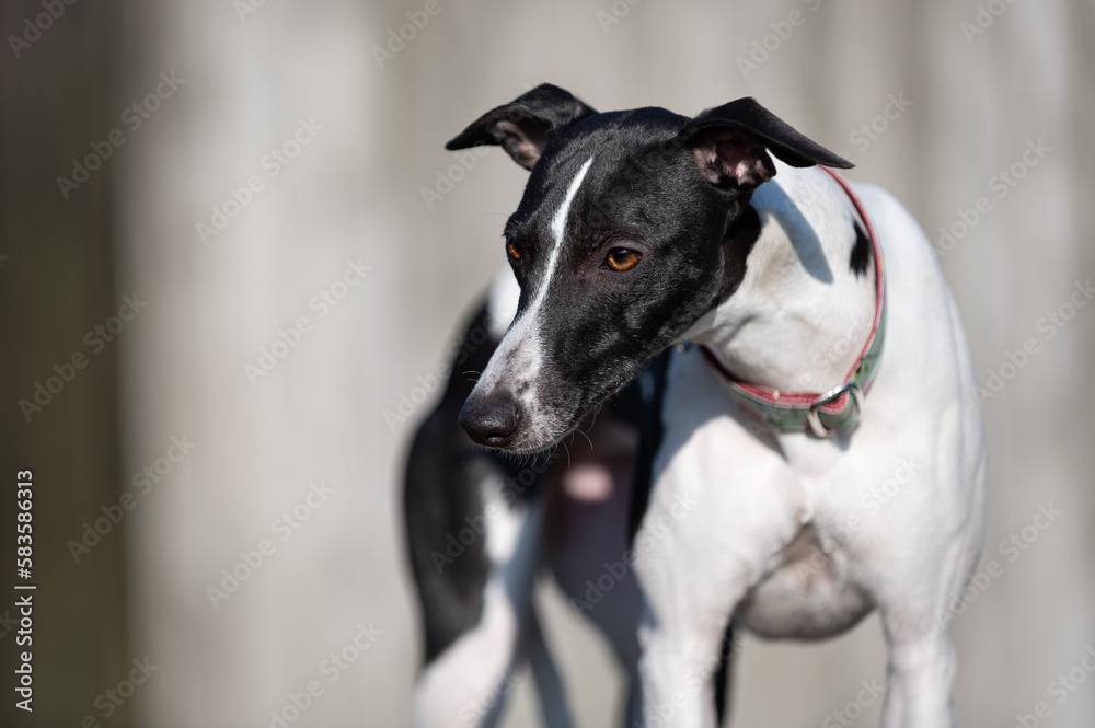 Whippet mit Halsband