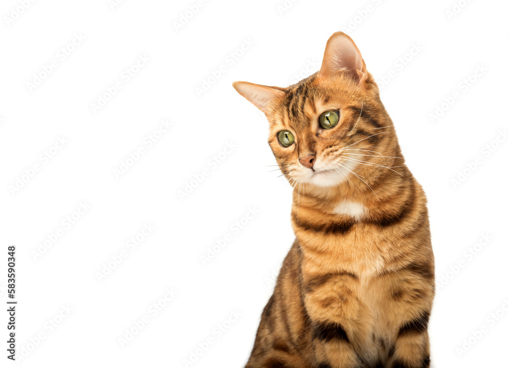 Funny muzzle of a Bengal cat with a displeased expression.