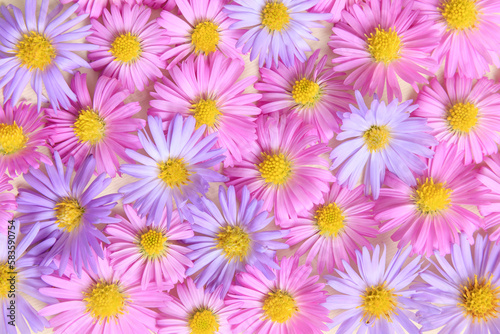 Floral stylish background of pink and purple flower aster. Spring and summer colorful flowers pattern wall. Flat lay, top view, mockup. Aesthetic flowery fashion pattern collage.