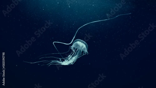 Vertical video, Mauve Stinger Jellyfish swim on the deph sea. Mauve Stinger, Night-lightx Jellyfish, Phosphorescent jelly or Purple people eater (Pelagia noctiluca) floating on blue deep of the Ocean photo