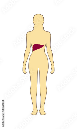 Silhouette of a human woman with a liver.