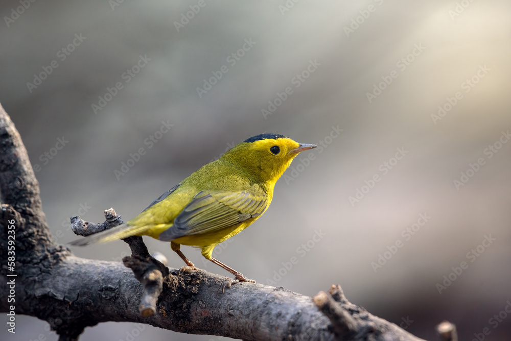 GUADALAJARA, JALISCO / MEXICO - MARCH 10, 2021..A wilson's warbler (wilsonia pusilla) perched on a tree branch. Location: Bosque Los Colomos. GUADALAJARA, JALISCO / MEXICO - MARCH 10, 2021..A wilson's warbler (wilsonia pusilla) perched on a tree branch. Location: Bosque Los Colomos.