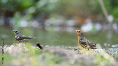 GUADALAJARA, JALISCO / MEXICO - FEBRUARY 24, 2021..A house finch (haemorhous mexicanus) and a yellow-rumped warbler (setophaga coronata)drinking water from a small creek. Location: Bosque Los Colomos.