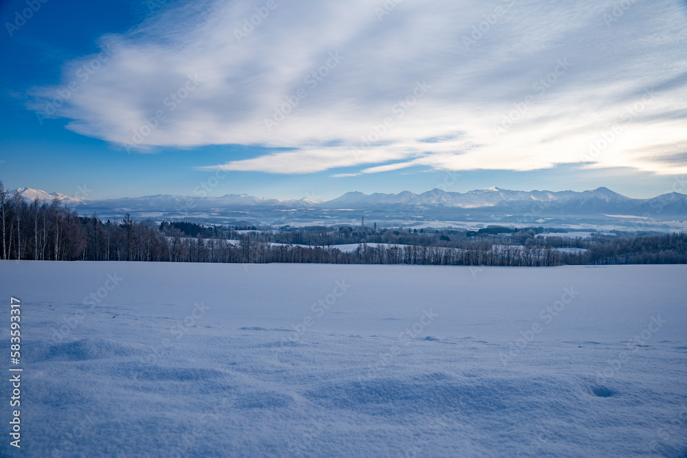 Fototapeta premium 北海道 美瑛 上富良野 カラマツ 並木 冬 雪 クリスマスツリー ジェットコースター路 並木