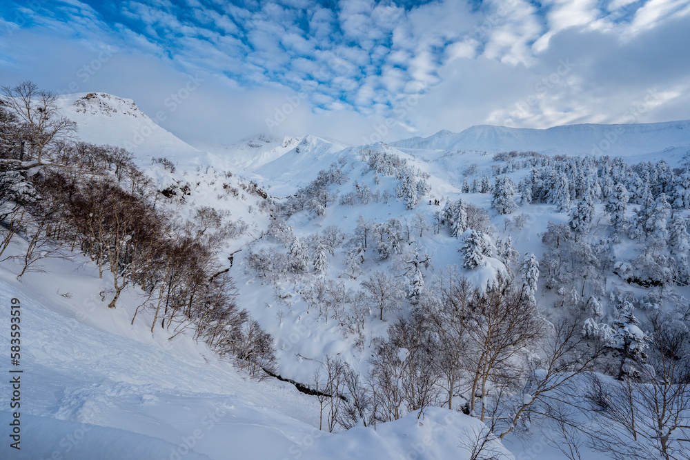 北海道　美瑛　上富良野　カラマツ　並木　冬　雪　クリスマスツリー　ジェットコースター路　並木