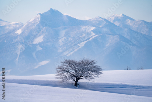 北海道　美瑛　上富良野　カラマツ　並木　冬　雪　クリスマスツリー　ジェットコースター路　並木