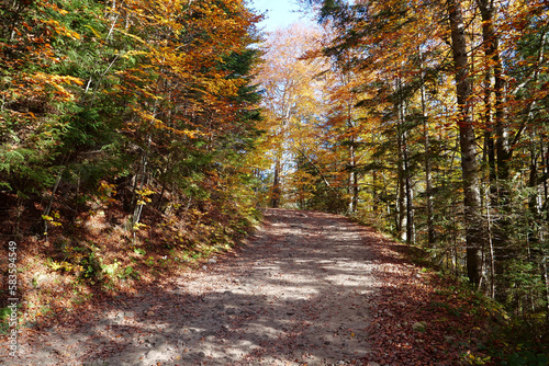 Beautiful autumn forest in Carpathian mountains