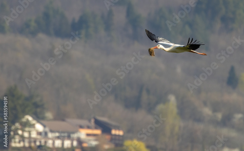 White stork (ciconia ciconia), early spring near Hunawihr, Alsace, France