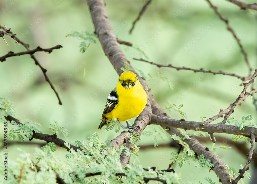 A common iora perched on a branch of a Thorny tree in the forests on the outskirts of Bhuj in an area called Greater Rann of Kutch A common iora perched on a branch of a Thorny tree in the forests on the outskirts of Bhuj in an area called Greater Rann of Kutch