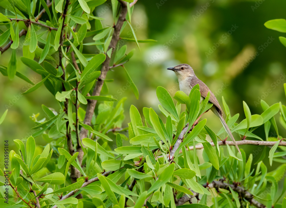 Fototapeta premium A jungle prinia perched on a small branch inside scrub forests on the outskirts of Bhuj, Gujarat