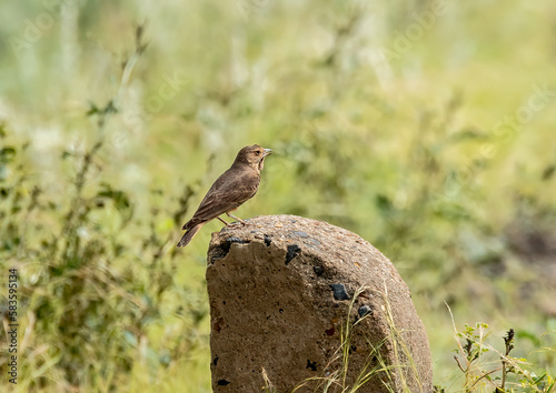 A Rufus tailed lark resting on a mile post near a dam on the outskirts of Bhuj, Gujarat in an area called Greater rann of Kutch photo