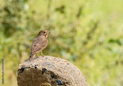 A Rufus tailed lark resting on a mile post near a dam on the outskirts of Bhuj, Gujarat in an area called Greater rann of Kutch photo