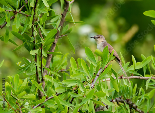 A jungle prinia perched on a small branch inside scrub forests on the outskirts of Bhuj, Gujarat photo