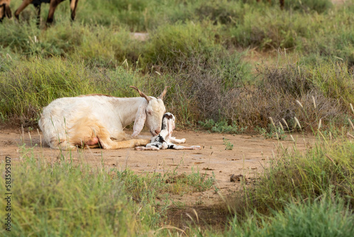 A new born baby goat sitting close its mom and getting all the love and attention from mother on the outskirts of Bhuj, Gujarat photo