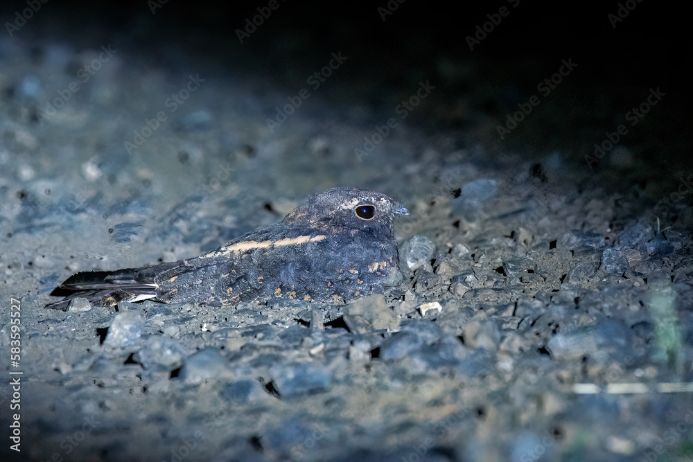 A savannah nightjar resting on pebble road on the outskirts of Bhuj, Gujarat known as Greater Rann of Kutch A savannah nightjar resting on pebble road on the outskirts of Bhuj, Gujarat known as Greater Rann of Kutch
