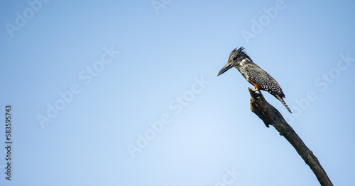 Close up image of a Giant Kingfisher on a dead branch in a National park in South Africa