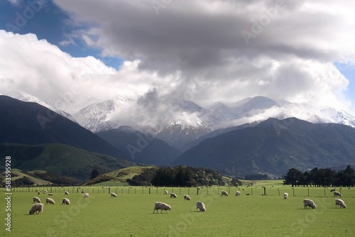 Grazing Sheep, South Island, New Zealand © Robin Bush/Wirestock Creators