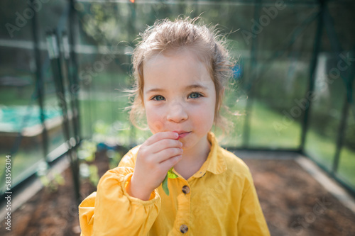 Little girl eating harvested organic radish in eco greenhouse in spring, sustainable lifestyle.