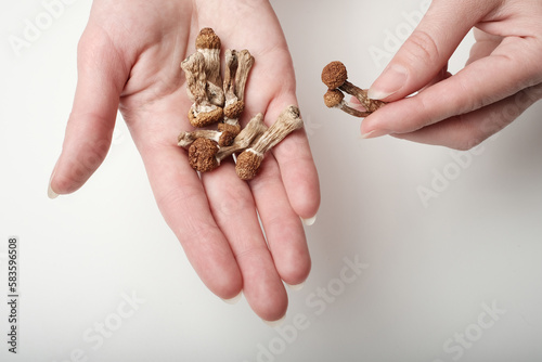 Psilocybin Psilocybe Cubensis mushrooms in women's hands on white background. Psychedelic magic mushroom Golden Teacher. Top view, flat lay. Micro-dosing concept. photo
