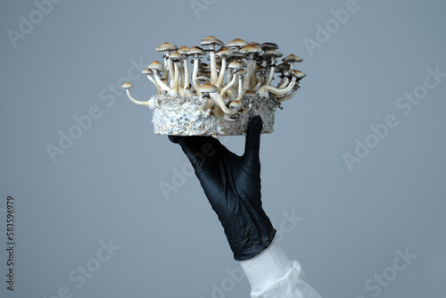 Mycelium block of Psilocybe Cubensis magic mushrooms in a hand on grey background.