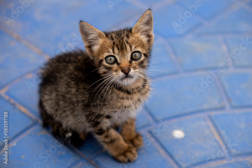Small kitty cat looking tenderly to someone photo