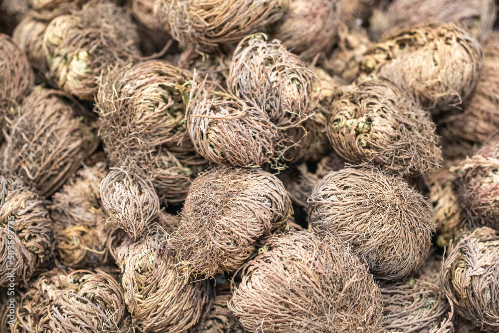 Rose of Jericho plants close up, Selaginella lepidophylla