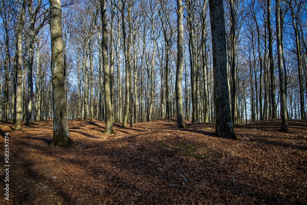 Fototapeta premium Forest ground path with high sunny leafless trees