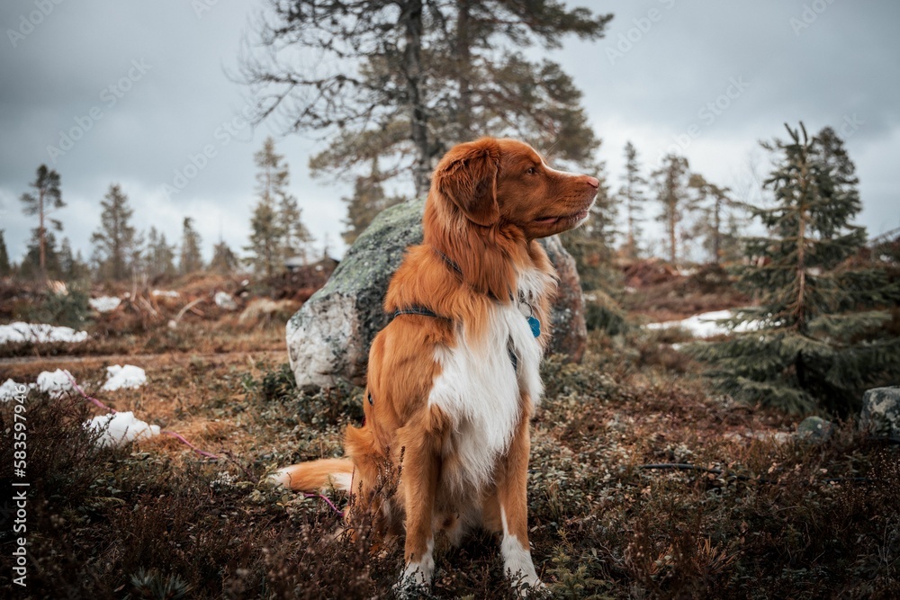 Portrait of a Nova Scotia Duck Tolling Retriever sitting on the park with blur background